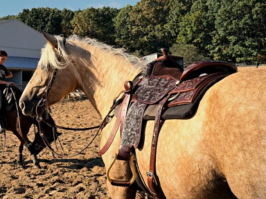 Saddle in Use — Closer View