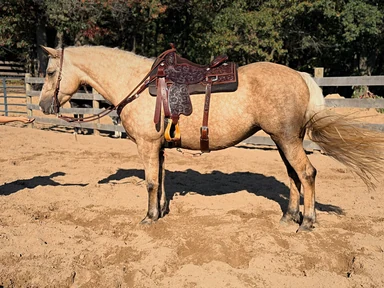 Saddle in Use — Side View